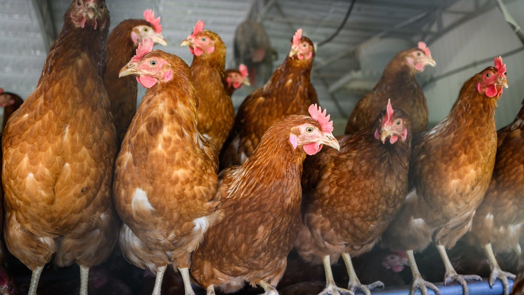 Approximately 90 "backyard flock" birds in Northern California affected by avian flu — CBS Bay Area (KPIX), Mill Valley Community news