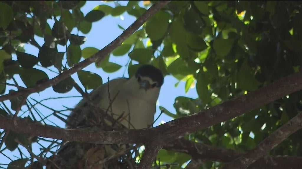 Oakland's official bird among those threatened with removal of downtown trees for housing complex — CBS Bay Area (KPIX), Mill Valley Real Estate news