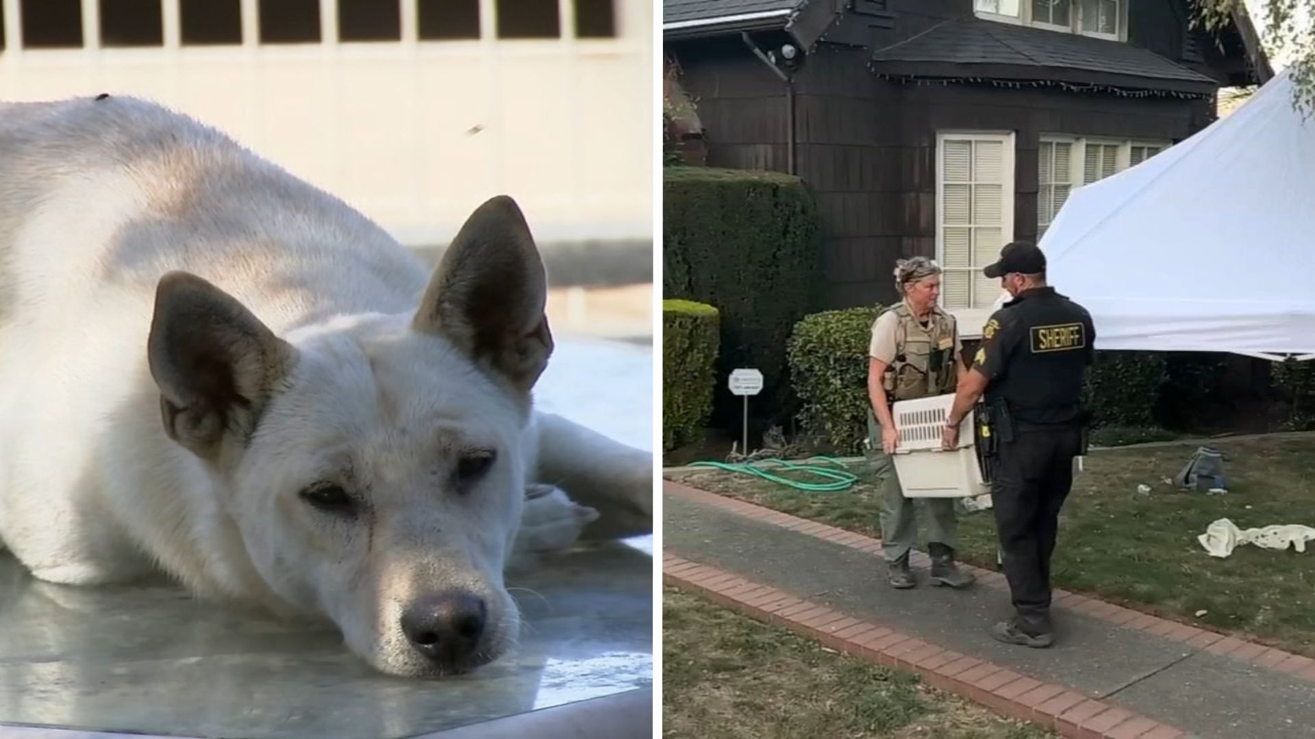 44 dogs removed from Vallejo 'hoarder' home linked to convicted breeder in animal cruelty case
       — ABC 7 Bay Area, Mill Valley Real Estate news