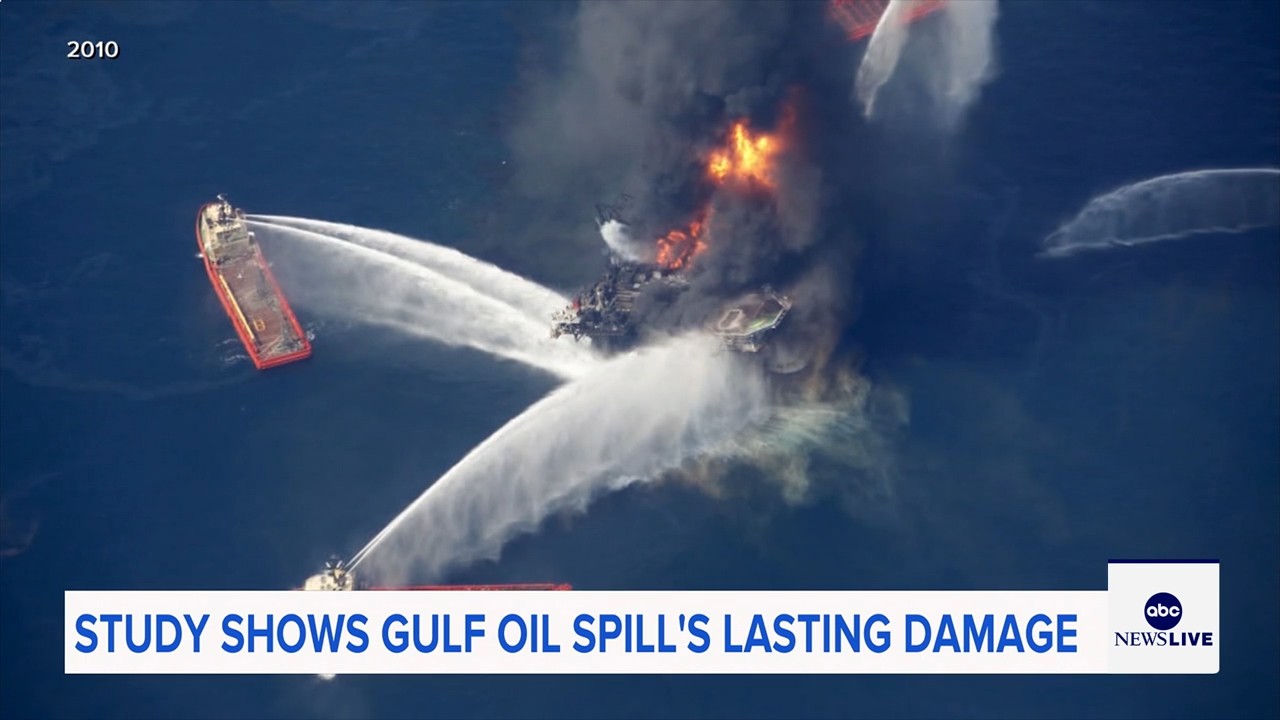 Marine life dramatically declined in Gulf of Mexico in years after BP oil spill, study finds
— ABC 7 Bay Area, Mill Valley Community news