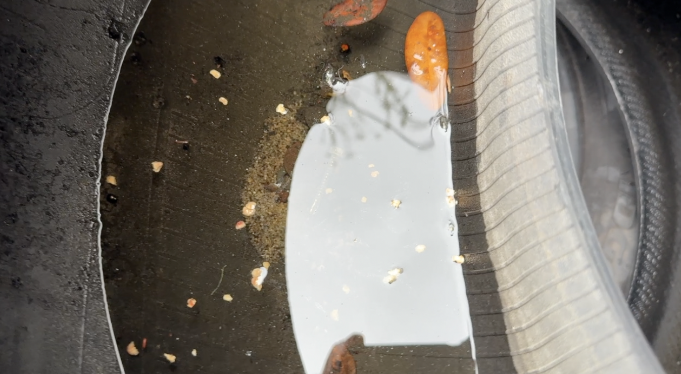 Dengue response: What Tampa Bay 28 found at a West Tampa tire shop — WFTS ABC Action News Tampa, Mill Valley Real Estate news