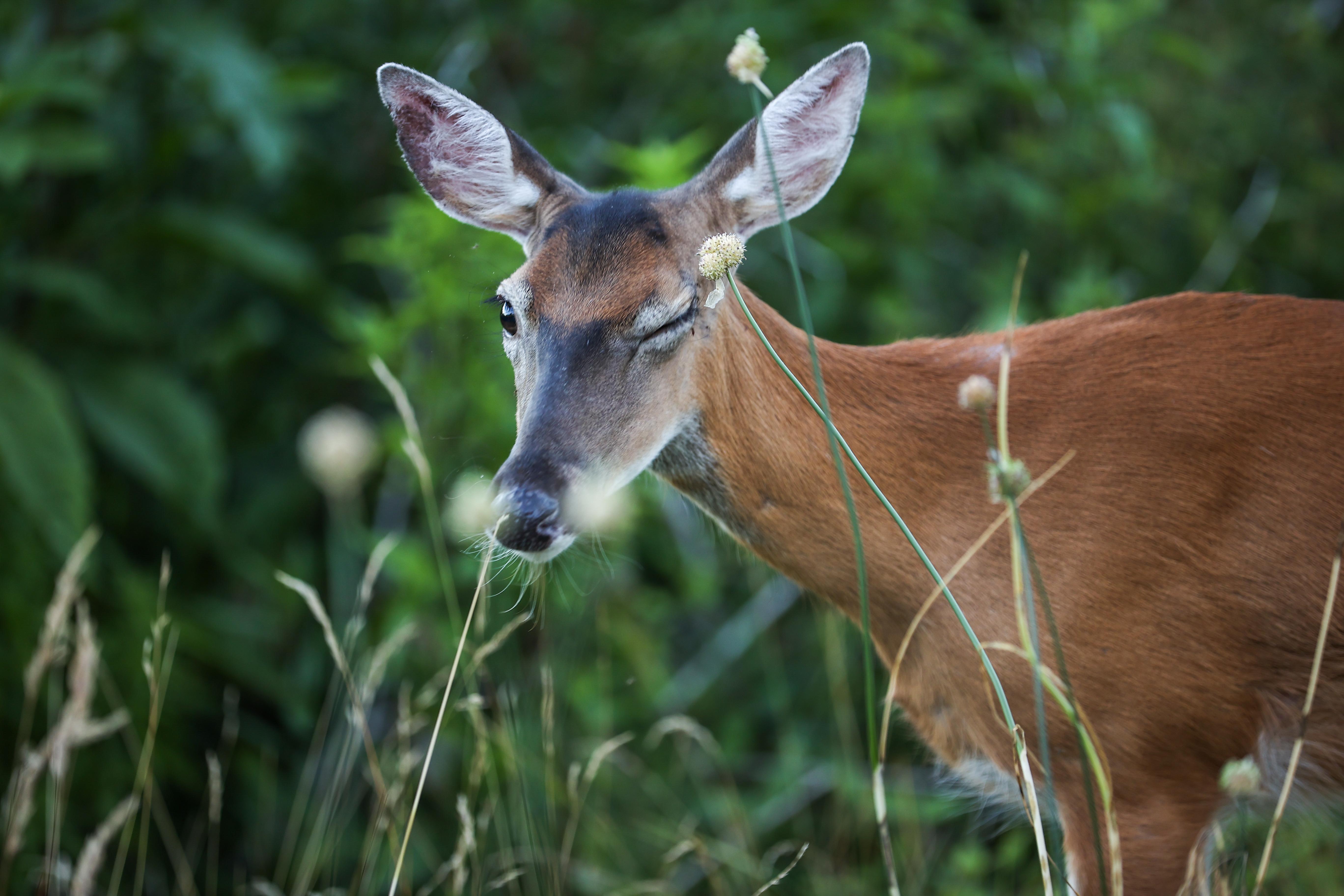 Deer are all over New Jersey roads looking for sex, state officials warn — Gothamist