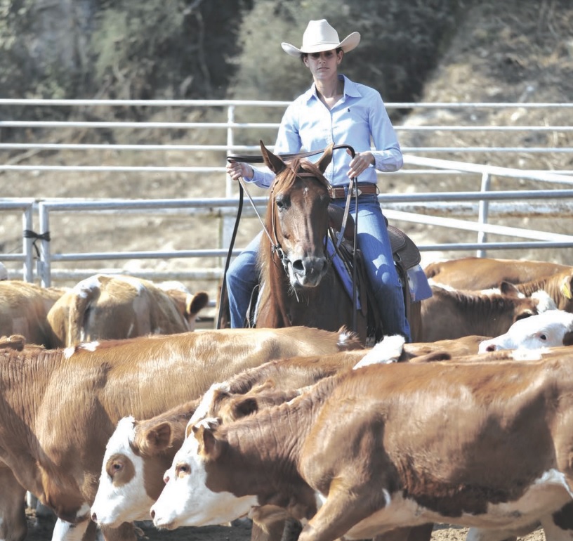 SDSU Extension offers Beef Quality Assurance training in Madison in November — KFGO, Mill Valley Technology news
