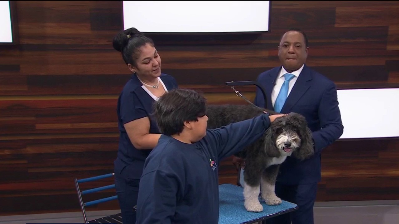 Your dog grooming questions answered — KTVU FOX 2 Bay Area, Mill Valley Business news