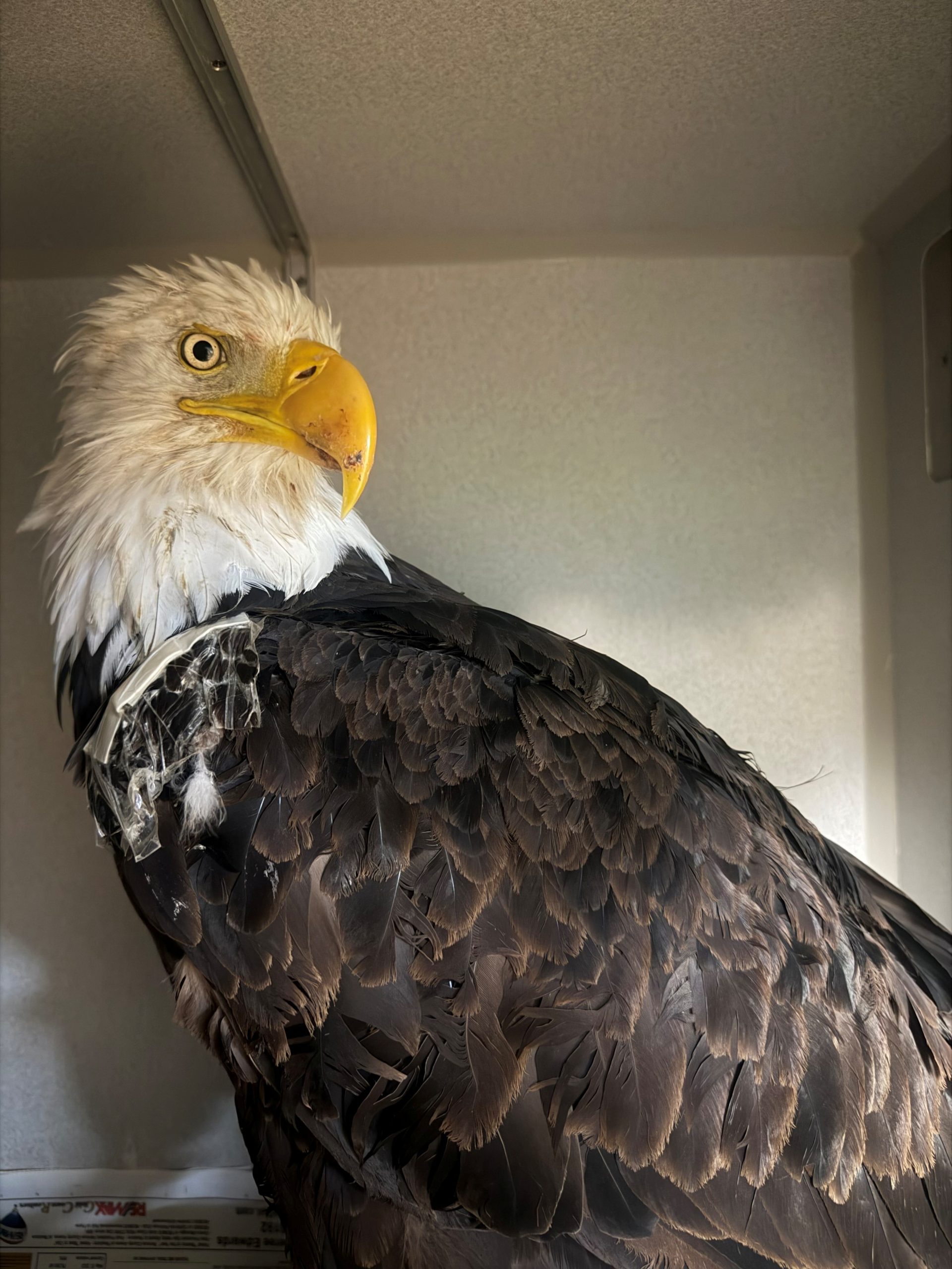 Necropsy for Jackie the beloved bald eagle reveals new information — KTVU FOX 2 Bay Area, Mill Valley Community news