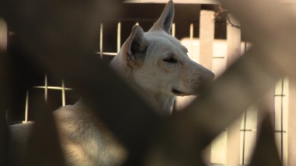 Dozens of dogs taken from Vallejo home amid animal cruelty investigation — KTVU FOX 2 Bay Area, Mill Valley Real Estate news