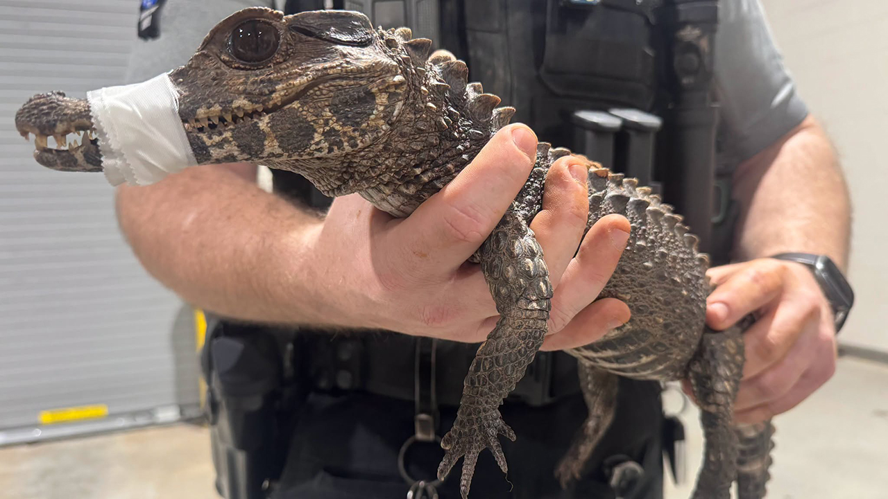 Watch: Deputies in Oklahoma capture escaped caiman after months on the loose — KTVU FOX 2 Bay Area, Mill Valley Community news
